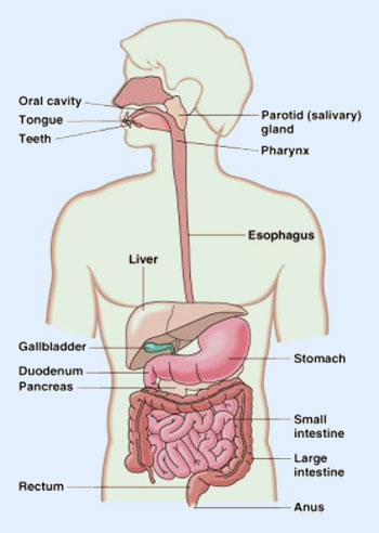 G367: Tema 1. Estructura y función del aparato digestivo