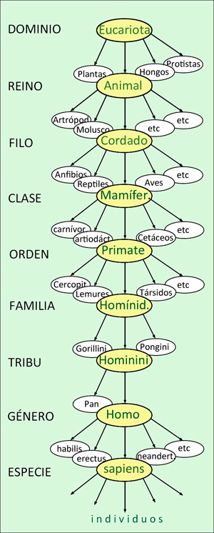 5,-arbol-filogenetico-hombre