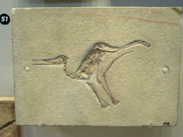 36,-Pterodactylus_micronyx_-_IMG_0677