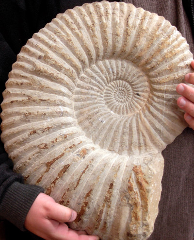 41a,-AmmoniteFossil