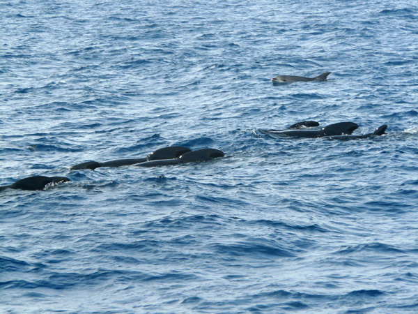 43,-Estrecho-de-Gibraltar,-delfin-mular-y-calderon