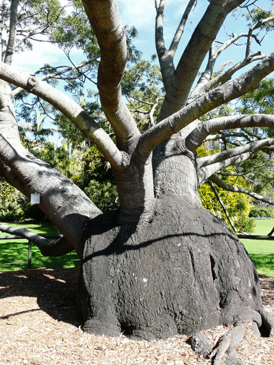 14,-Sydney,-Royal-Botanic-Garden,-Brachychiton-rupestris