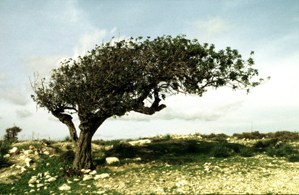 21,Ceratonia-siliqua,-Kourion,-Chipre,-12-96