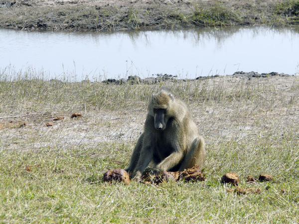 35,-PN-Chobe,-babuino-buscando-comida-en-excrementos-de-elef