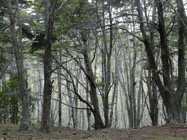 458,-bosque-patagonico,-Fuerte-Bulnes