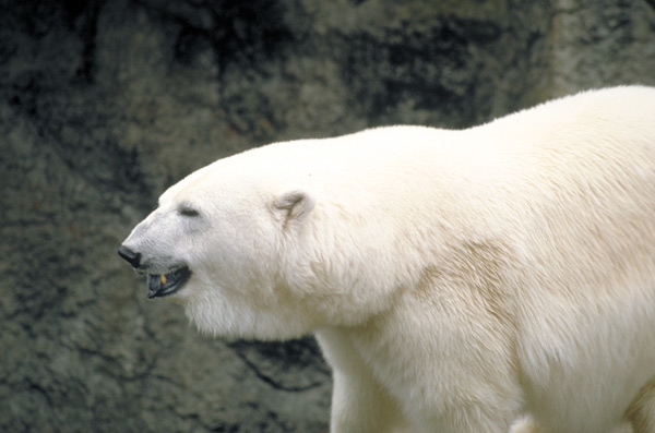 oso-polar,-Thalarctos-maritimus,-zoo-SFrancisco