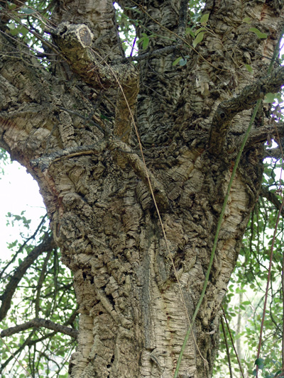 27,-Quercus-suber,-alcornoque,-Tolibes