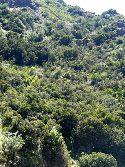 32,-valle-Mapocho,-bosque-esclerofilo,-Quillaria-saponaria