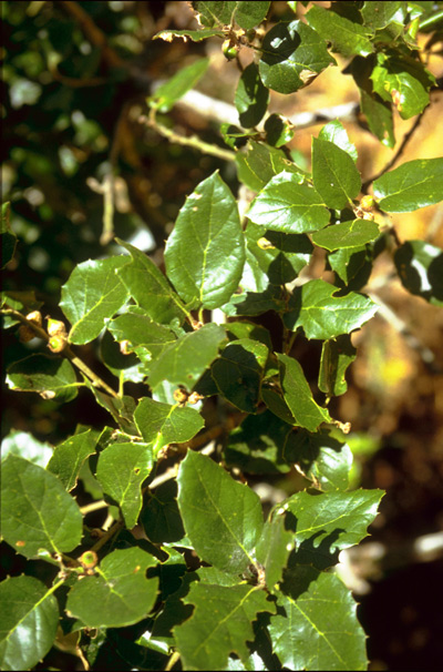 33,-Quercus-agrifolia,-Point-Reyes