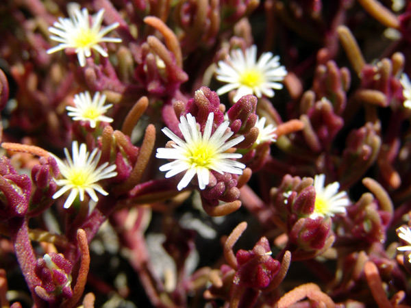 08.Mesembryanthemum-nodiflorum,-Arucas,-04-05