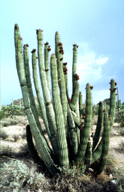 25.Stenocereus-thurberi,-Organ-Pipe-cactus,-Az,USA,-08-98
