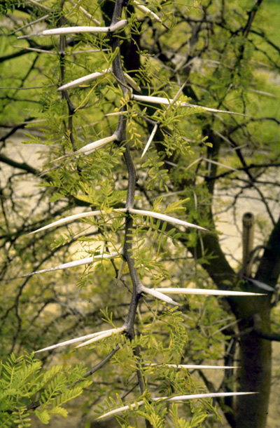 acacia-sudafrica