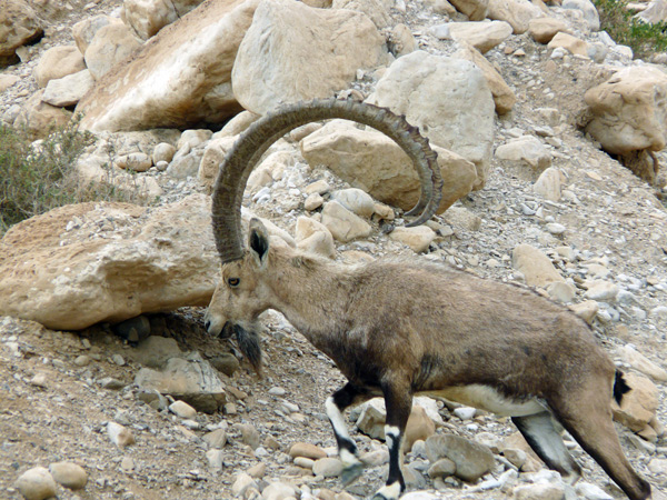 222,-Mar-Muerto,-ibice,-Capra-ibex-nubiana