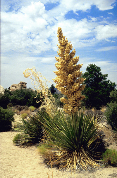 07.Yucca-schidigera,-Joshua-Tree-N.M.,Sonora,-08-93