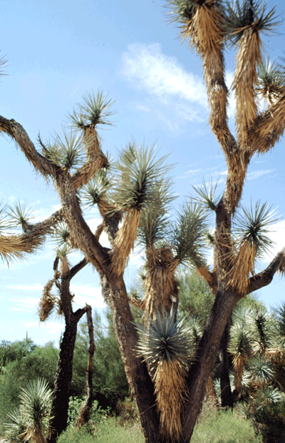 12.Yucca-brevifolia2