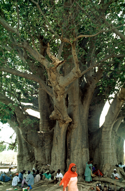 01.Baobab,-Saloum,-Senegal,-11-99