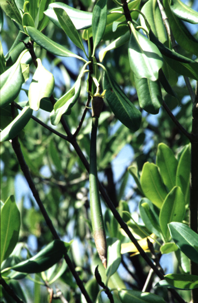 06.-Rhizophora-mangle,-Pte-des-Salines,-Martinique,-09-99