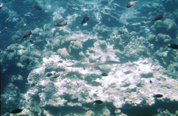 078.-Le-Marin,-arrecifes-de-coral