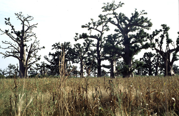 09.Sabana-de-baobabs,-Mbour,-Senegal,-11-99