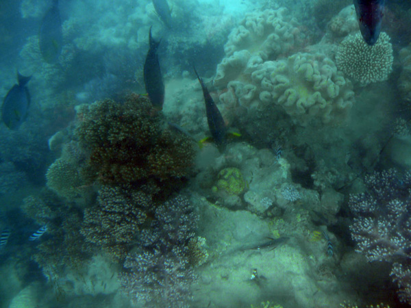 585,-Green-Island,-barrera-de-coral
