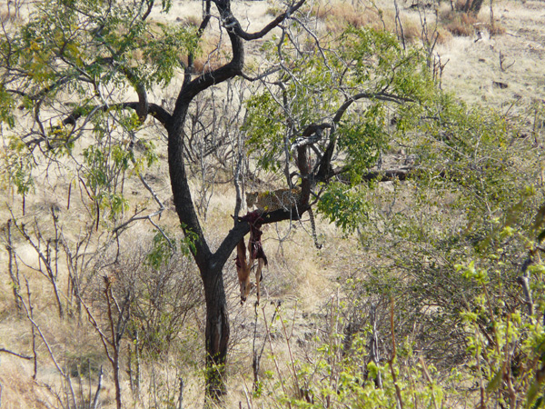 Botswana,-048,-PN-Chobe,-leopardo-devorando-un-impala