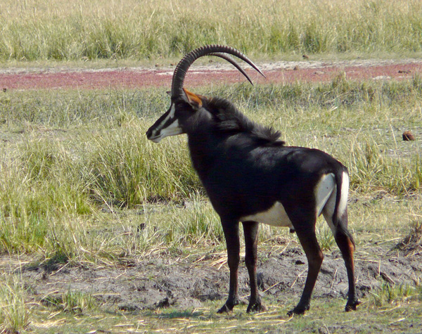 Botswana,-115,-PN-Chobe,-antilope-sable--Hippotragus-niger