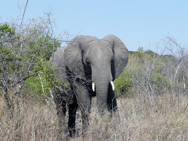 Botswana,-127,-PN-Chobe,-elefante--Loxodonta-africana