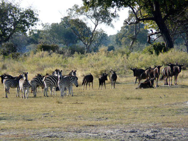 Botswana,-530,-Okavango,-bandada-de-cebras-y-nus