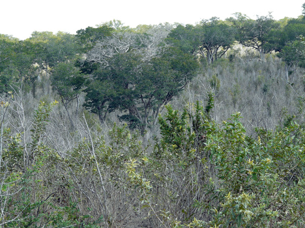 Zimbabwe,-bosque-xerofilo