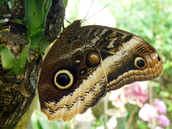 mariposa,-zoo-de-Santillana